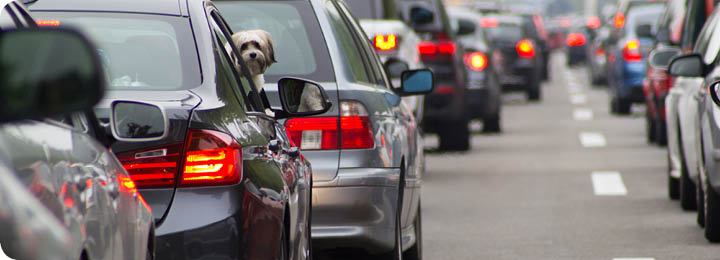Hond kijkt uit raam auto in file